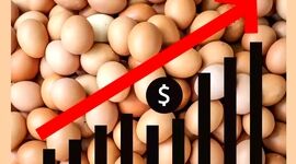 قیمت تخم مرغ 3 برابر شد!

