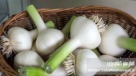 راز نگهداری سیر تازه؛ اشتباهی که خواصش را از بین می‌برد

