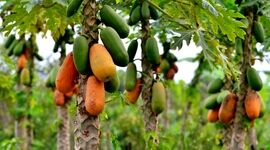 تصاویری از پرورش میوه استوایی پاپایا برای نخستین‌بار در دزفول+ ویدئو

