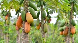 تصاویری از پرورش میوه استوایی پاپایا برای نخستین‌بار در دزفول+ ویدئو

