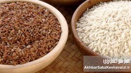 برنج سفید یا برنج قهوه‌ای؟ کدام برای سلامتی بهتر است؟