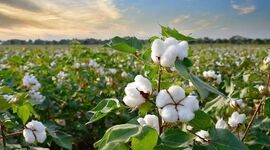 پنبه دانه و مصارف آن در صنایع غذایی

