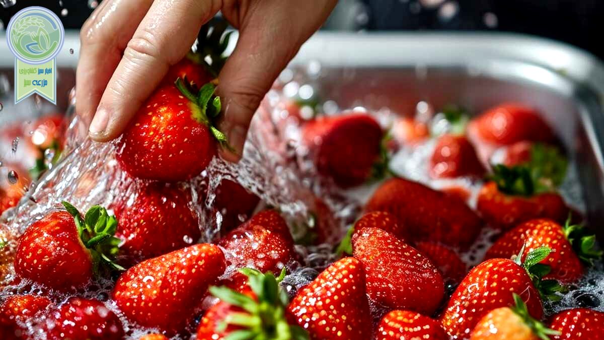 دستور العمل نگه داری توت فرنگی برای تازگی بیشتر از یک هفته