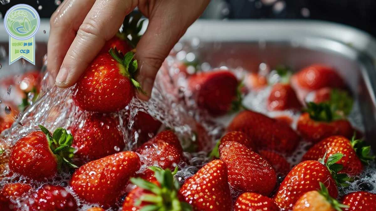 دستور العمل نگه داری توت فرنگی برای تازگی بیشتر از یک هفته