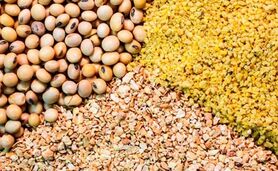 قیمت نهاده های دامی و محصولات کشاورزی ۱۵ آبان ۱۴۰۳+ جدول
