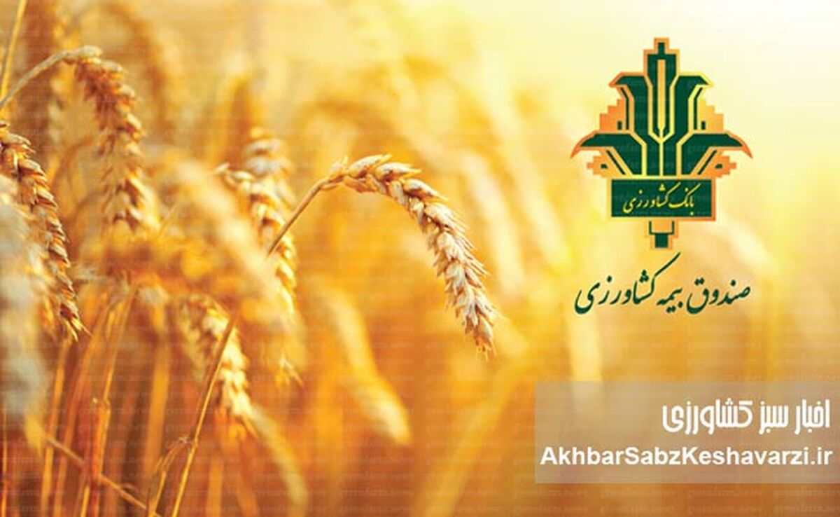 حمایت‌های صندوق بیمه کشاورزی از کشاورزان فارس: گزارشی جامع از حضور قائم‌مقام در مرودشت