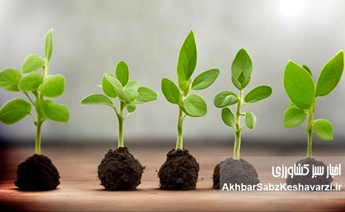 چرا بعضی گیاهان وقتی ما خوابیم، بهتر رشد می‌کنند؟