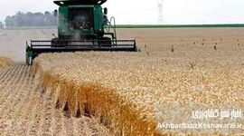 پزشکیان از اصلاح تاریخی قیمت خرید تضمینی گندم خبر داد