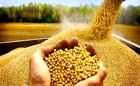 قیمت نهاده های دامی و کشاورزی ۱۱ اردیبهشت ۱۴۰۳+ جدول

