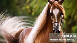 قیمت نجومی اسب: چرا قیمت اسب‌ها اینقدر متفاوت است؟