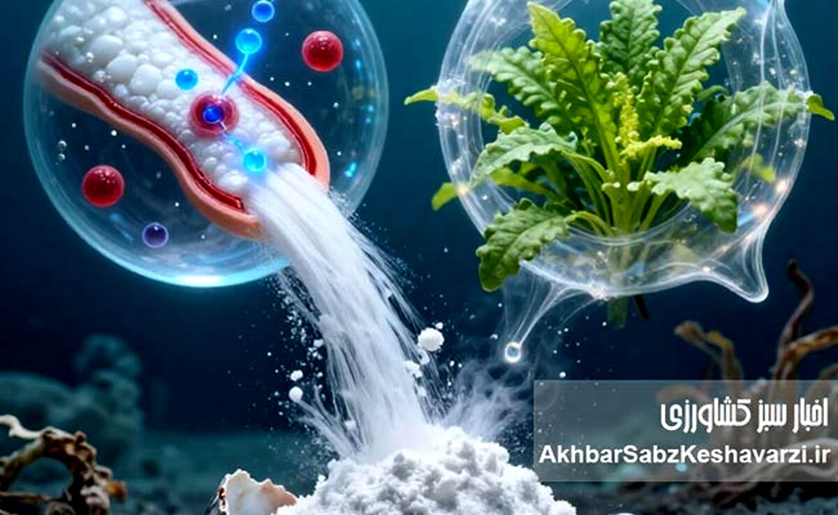 کیتوزان؛ طلای سفیدی که از دل ضایعات میگو جوانه می‌زند/ وقتی زباله، فرشته نجات می‌شود!