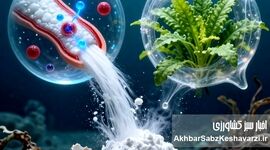 کیتوزان؛ طلای سفیدی که از دل ضایعات میگو جوانه می‌زند/ وقتی زباله، فرشته نجات می‌شود!