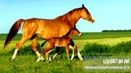 انتقال جنین در اسب: راهی نوین برای تولیدمثل و بهبود نژاد+ اینفوگرافی