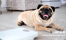 ارزیابی نمره وضعیت بدنی (Body Condition Score)+جدول