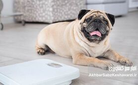 ارزیابی نمره وضعیت بدنی (Body Condition Score)+جدول