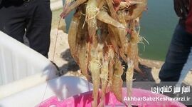 برداشت استثنایی ۳۰ هزار تنی میگو در بوشهر؛ غلبه بر کابوس بیماری سال گذشته