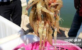 برداشت استثنایی ۳۰ هزار تنی میگو در بوشهر؛ غلبه بر کابوس بیماری سال گذشته