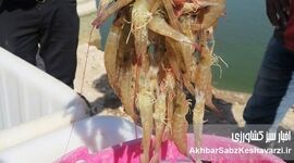برداشت استثنایی ۳۰ هزار تنی میگو در بوشهر؛ غلبه بر کابوس بیماری سال گذشته