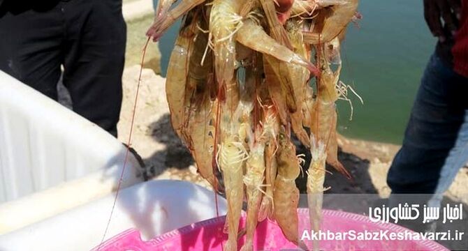 برداشت استثنایی ۳۰ هزار تنی میگو در بوشهر؛ غلبه بر کابوس بیماری سال گذشته