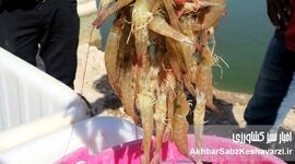 برداشت استثنایی ۳۰ هزار تنی میگو در بوشهر؛ غلبه بر کابوس بیماری سال گذشته