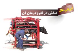 عوامل ایجاد لنگش در گاو چیست؟ با پیشگیری و درمان این بیماری آشنا شوید

