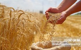 قیمت تضمینی گندم؛ فاصله‌ای که انگیزه تولید را تهدید می‌کند
