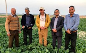 بقایای گیاهی؛ گنج پنهان کشاورزی+ ویدئو

