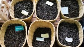 محبوب‌ترین‌ چای‌ها را بشناسید

