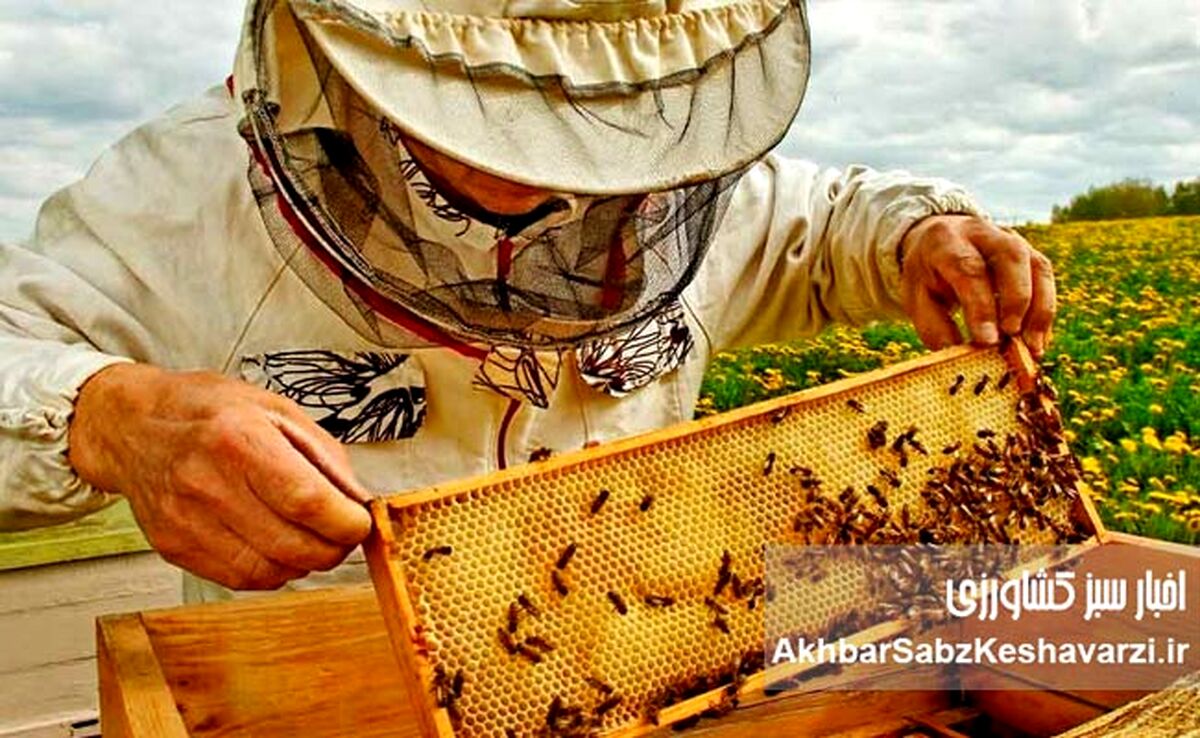 صنعت زنبورداری ایران؛ طلای شیرین طبیعت در مسیر توسعه پایدار