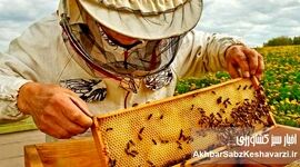صنعت زنبورداری ایران؛ طلای شیرین طبیعت در مسیر توسعه پایدار