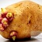 با سیب‌زمینی‌های جوانه‌زده چه کنیم؟
