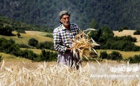 خسارت قطعی برق به کشاورزی یزد؛ ضرر ۱۳ هزار میلیارد تومانی در راه است