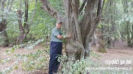 تنوع زیستی بی‌نظیر در پارک جنگلی هیرکانی النگدره گرگان+ویدئو