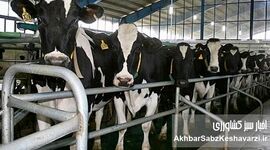 هشدار سازمان FAO به کشورهای خاور نزدیک و اوراسیای غربی درباره خطر گسترش تب برفکی سروتیپ SAT1