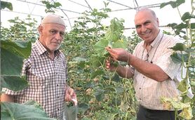 خلاقیت کشاورز آق‌قلایی در تولید محصول سالم در گلخانه کوچک مقیاس

