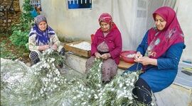 امنیت تولید در صنعت نوغانداری با تبیین خدمات بیمه کرم ابریشم در گیلان