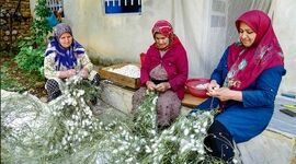 امنیت تولید در صنعت نوغانداری با تبیین خدمات بیمه کرم ابریشم در گیلان