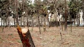 ۸۸۰۰ درخت خشک یا آفت زده در چیتگر

