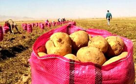 وعده سیب‌زمینی ارزان محقق نشد+ قیمت جدید