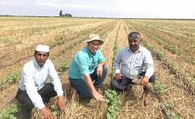 کشت پنبه به روش بی‌خاک‌ورزی در گنبدکاووس+ ویدئو

