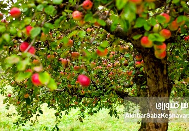 فواید، تاثیرات و نقش آمینو اسید در گیاهان