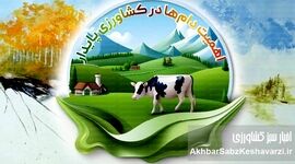اهمیت دام‌ها در کشاورزی پایدار
