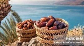 خواص انواع خرما: راهنمای جامع برای انتخاب بهترین خرما