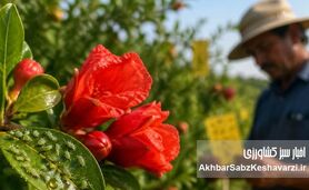 بحران شته انار در گلدهی؛ هشدار جدی و راهکار فوری IPM

