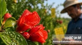 بحران شته انار در گلدهی؛ هشدار جدی و راهکار فوری IPM

