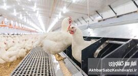 زنگ خطر جدی بازار آتی مرغ؛ آمارسازی امروز، گرانی فردا