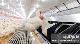 زنگ خطر جدی بازار آتی مرغ؛ آمارسازی امروز، گرانی فردا