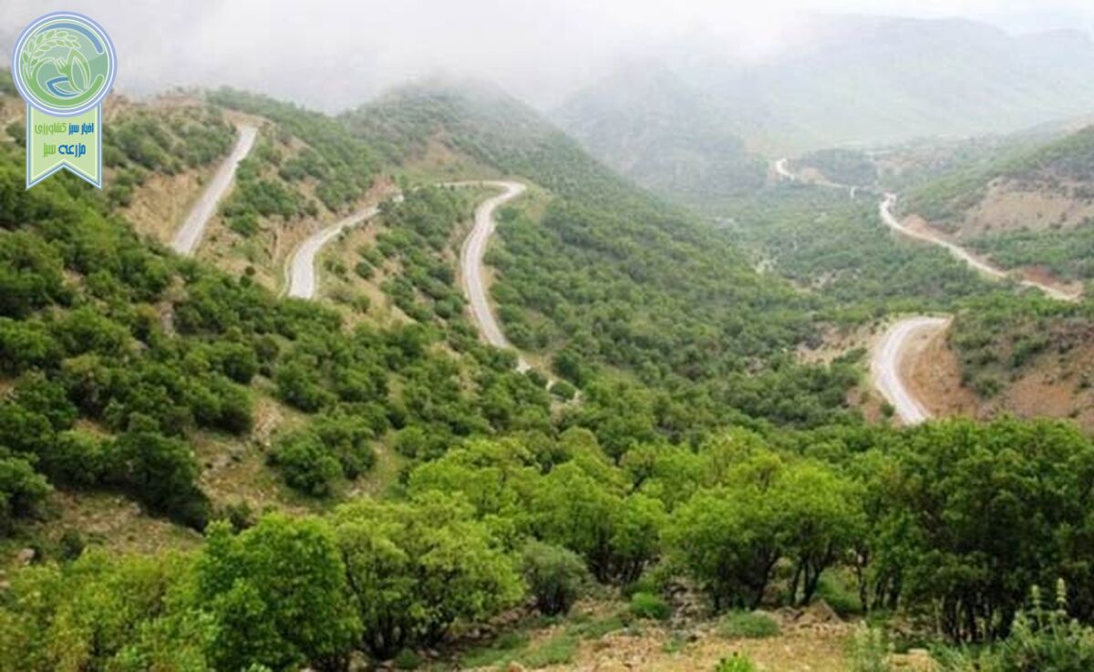 تناقض و سردرگمی در مدیریت زاگرس

