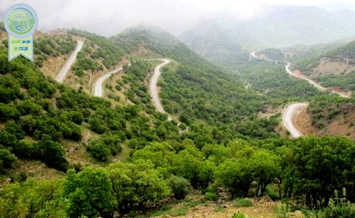 تناقض و سردرگمی در مدیریت زاگرس

