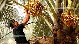 چالش‌های طرح خرید تضمینی خرما برای صنعتگران